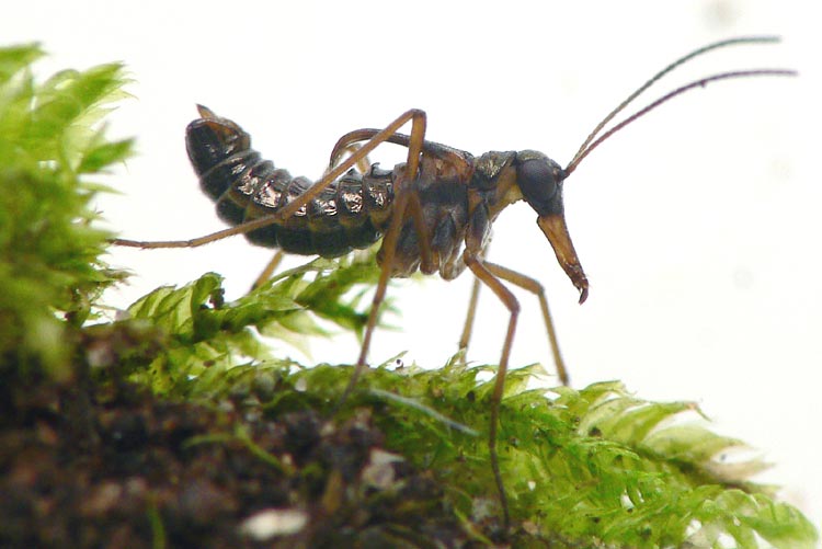 Boreus sp.