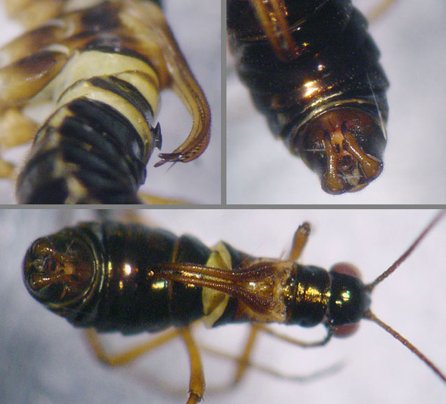 Boreus sp.