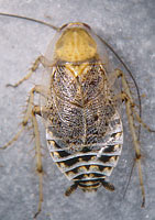 Ectobius cf. sylvestris Weibchen