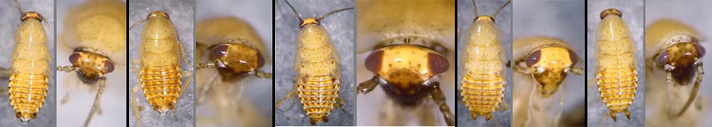 Ectobius lapponicus, juv.