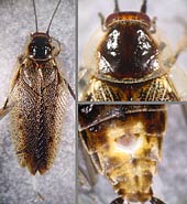 Ectobius lapponicus, m