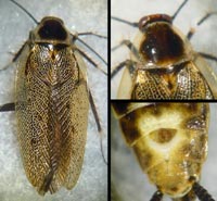 Ectobius lapponicus, m