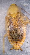 Ectobius lapponicus, f
