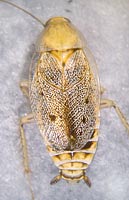 Ectobius lapponicus