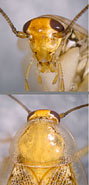 Ectobius lapponicus, f