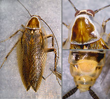 Ectobius lucidus