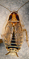 Ectobius lucidus