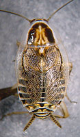 Ectobius lucidus