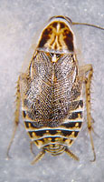 Ectobius lucidus Weibchen