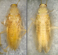 Ectobius pallidus