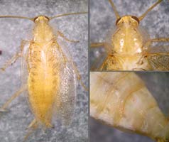 Ectobius pallidus, m