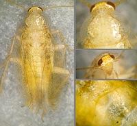 Ectobius pallidus, m