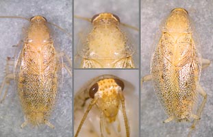 Ectobius pallidus, f