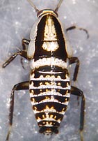 Ectobius panzeri, juv.
