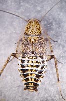 Ectobius panzeri, f