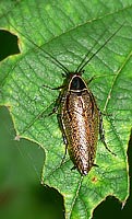 Ectobius sylvestris Männchen