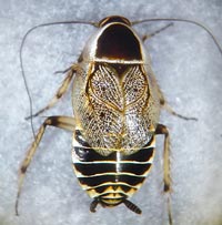 Ectobius silvestris, f