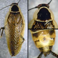 Ectobius silvestris, m