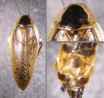 Ectobius silvestris, m