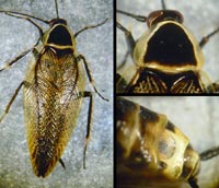 Ectobius silvestris, m