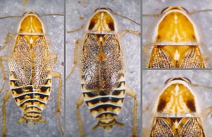 Ectobius cf. sylvestris Weibchen