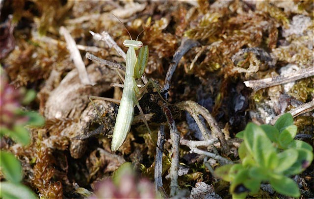 Mantis religiosa