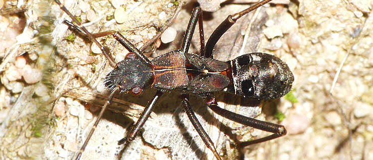 Alydus calcaratus Larve
