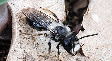 Andrena vaga