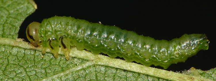 Larve von Aproceros leucopoda