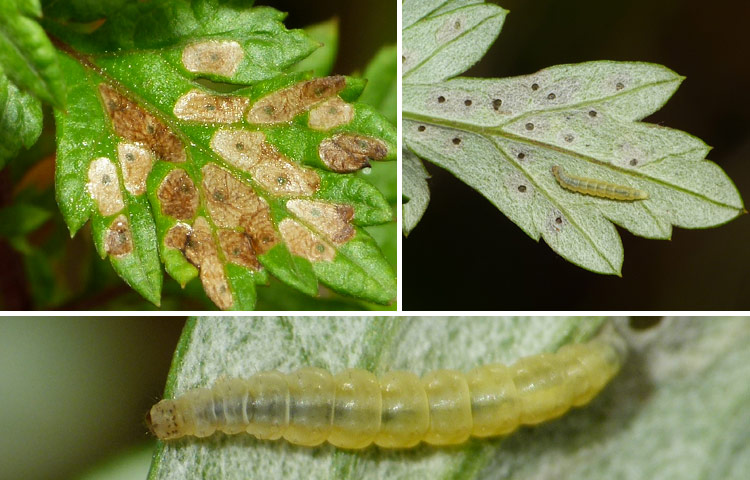 Bucculatrix noltei an Beifuß Artemisia vulgaris