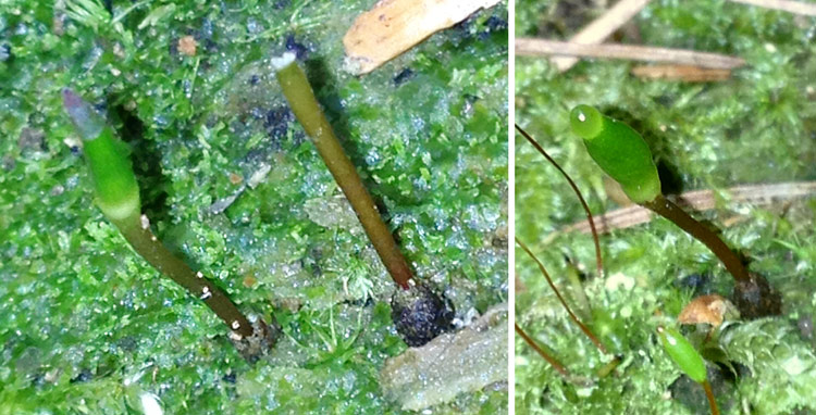 Buxbaumia viridis