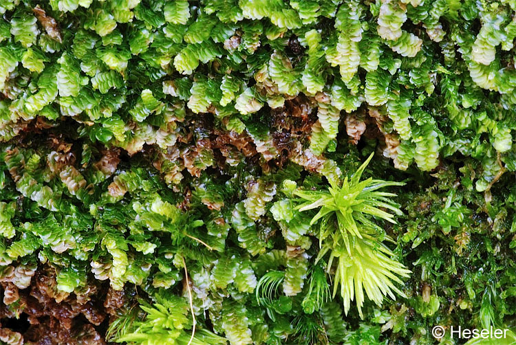 Calypogeia suecica mit Leucobryum glaucum