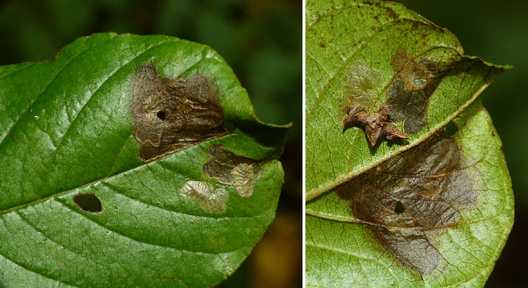 Coleophora ahenella bei Hellwies