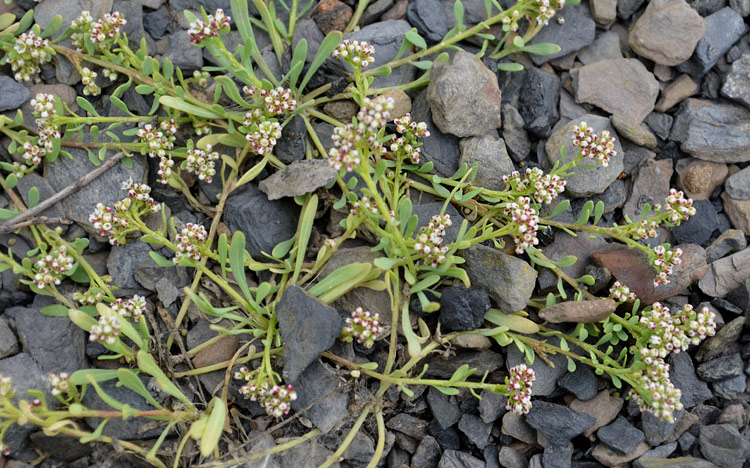 Corrigiola litoralis