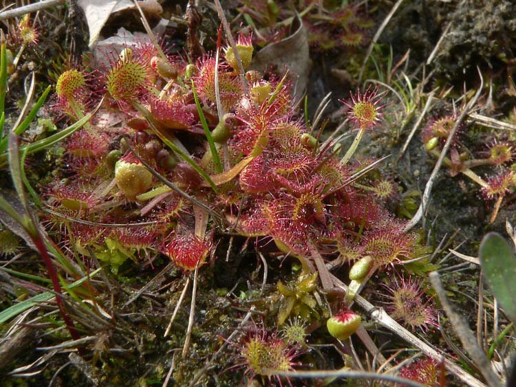 Drosera rotundifolia