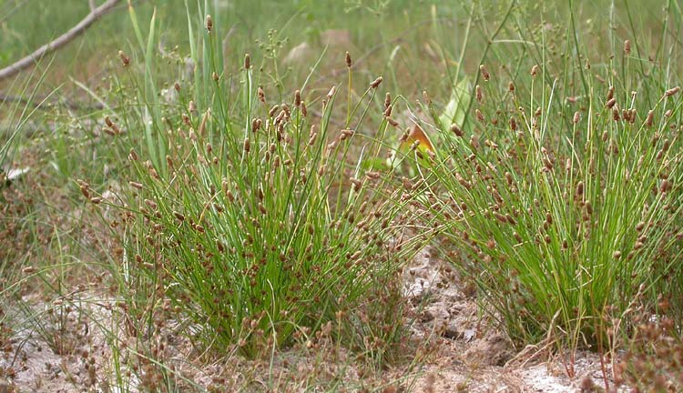 Eleocharis ovata