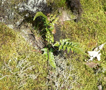 Asplenium adiantum-nigrum