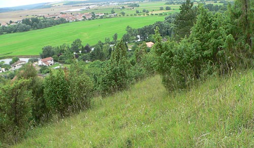 Wacholderhang bei Ailly-sur-Meuse