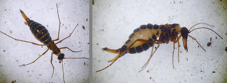 Boreus sp.