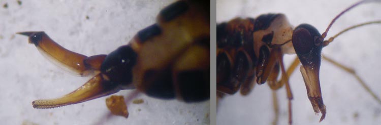 Boreus sp.