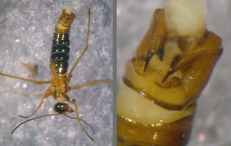 Boreus sp.