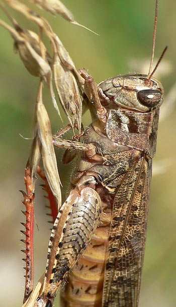 Calliptamus italicus