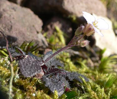 Cardaminopsis arenosa