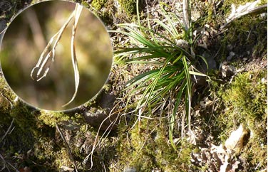 Carex digitata