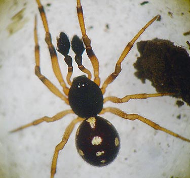 Crustulina guttata