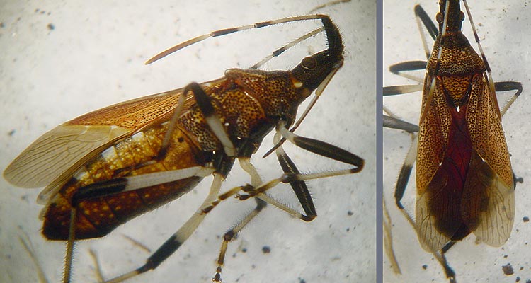 Dicranocephalus albipes