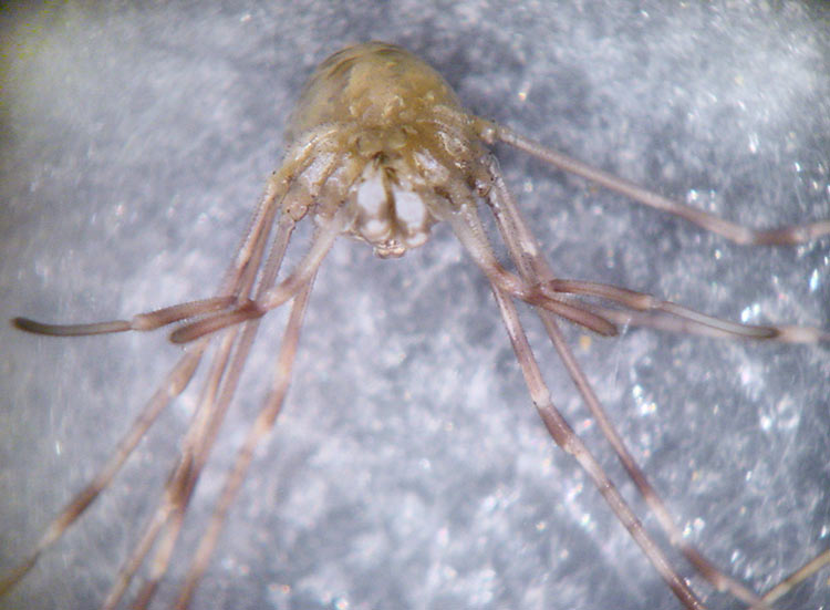 Dicranopalpus ramosus