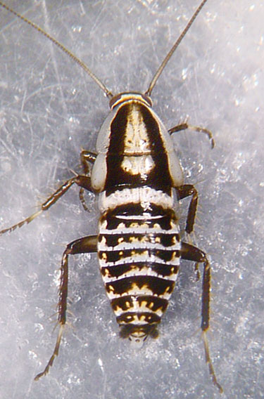 Ectobius panzeri