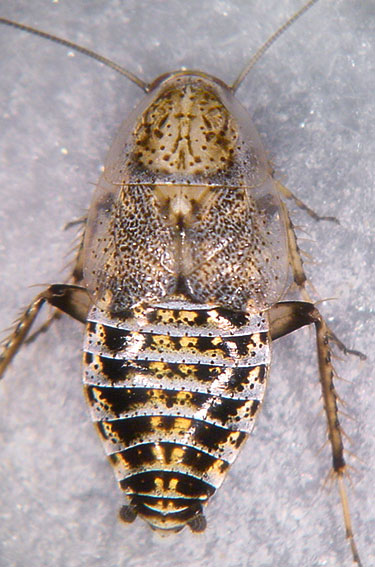 Ectobius panzeri