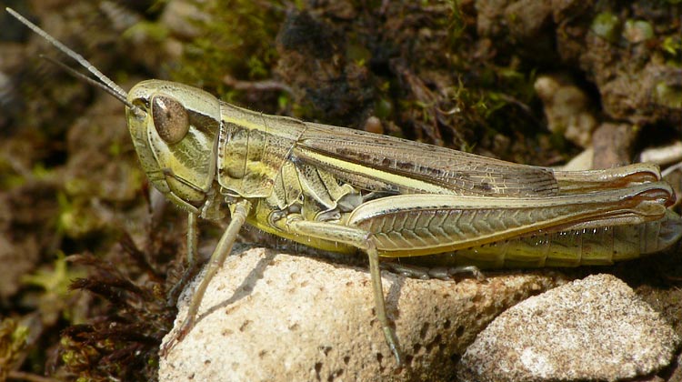Euchorthippus declivus